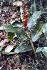 Hedychium cylindricum