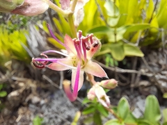 Angiospermae