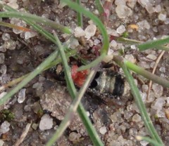 Prostemma albimacula