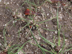 Prostemma albimacula