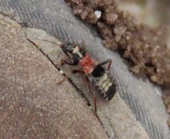 Prostemma albimacula