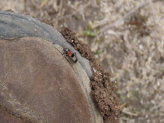 Prostemma albimacula