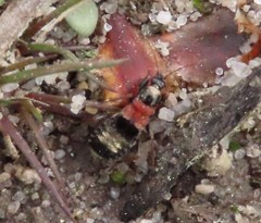 Prostemma albimacula