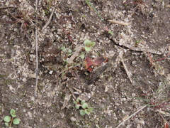 Prostemma albimacula