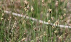 Eleocharis compressa