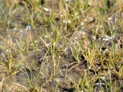 Eleocharis parvula