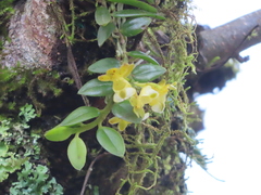 Gastrochilus formosanus