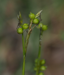 Carex alba
