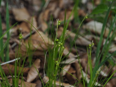 Carex alba