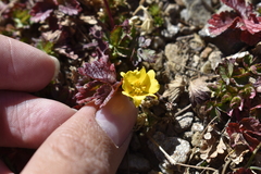 Potentilla gelida
