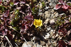 Potentilla gelida