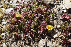 Potentilla gelida