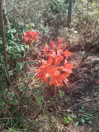 Rhododendron calendulaceum
