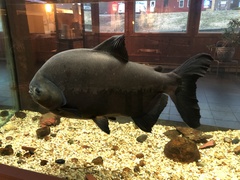 Piaractus brachypomus