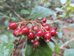 Viburnum suspensum