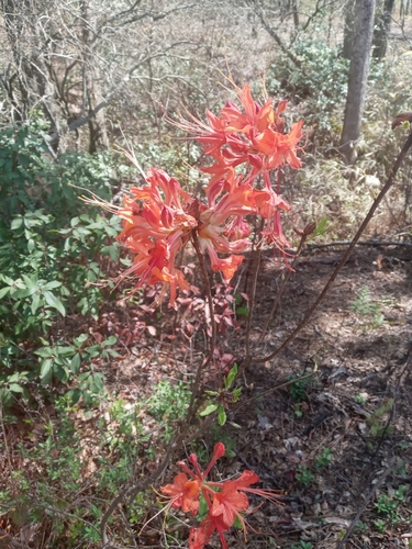 Rhododendron calendulaceum