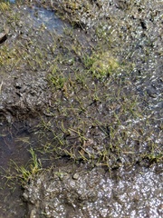 Eleocharis parvula