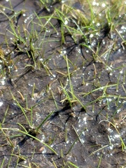 Eleocharis parvula