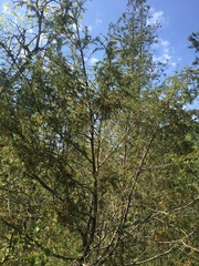 Juniperus communis communis