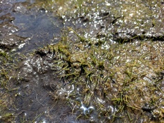 Eleocharis parvula
