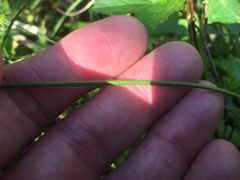 Carex castanea