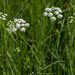 Oenanthe peucedanifolia - Photo 由 raedwulf68 所上傳的 (c) raedwulf68，保留部份權利CC BY-NC