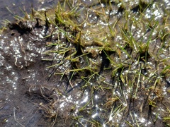 Eleocharis parvula