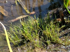 Eleocharis parvula