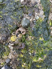 Lophopanopeus bellus