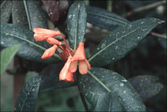 Rhododendron crassifolium