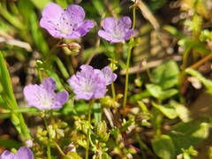 Phacelia hirsuta
