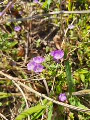 Phacelia hirsuta