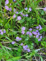 Phacelia hirsuta
