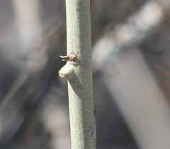 Rhopalomyia chrysothamni