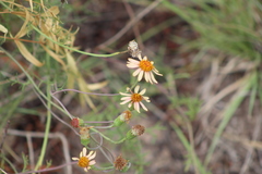 Senecio pinnatus