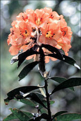 Rhododendron javanicum kinabaluense