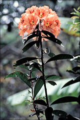 Rhododendron javanicum kinabaluense