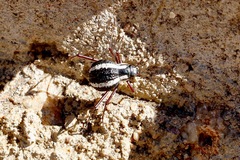 Stenocara gracilipes