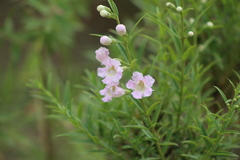 Agalinis genistifolia