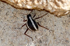 Stenocara gracilipes