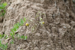 Solanum juvenale