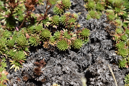 Image of Saxifraga juniperifolia by (c) Сергей Крыленко, some rights reserved (CC BY)