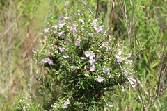 Agalinis genistifolia