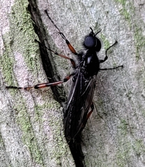 Bibio palliatus