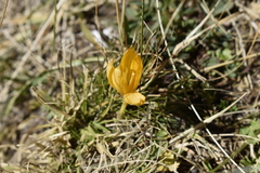 Crocus scharojanii