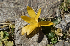 Crocus scharojanii
