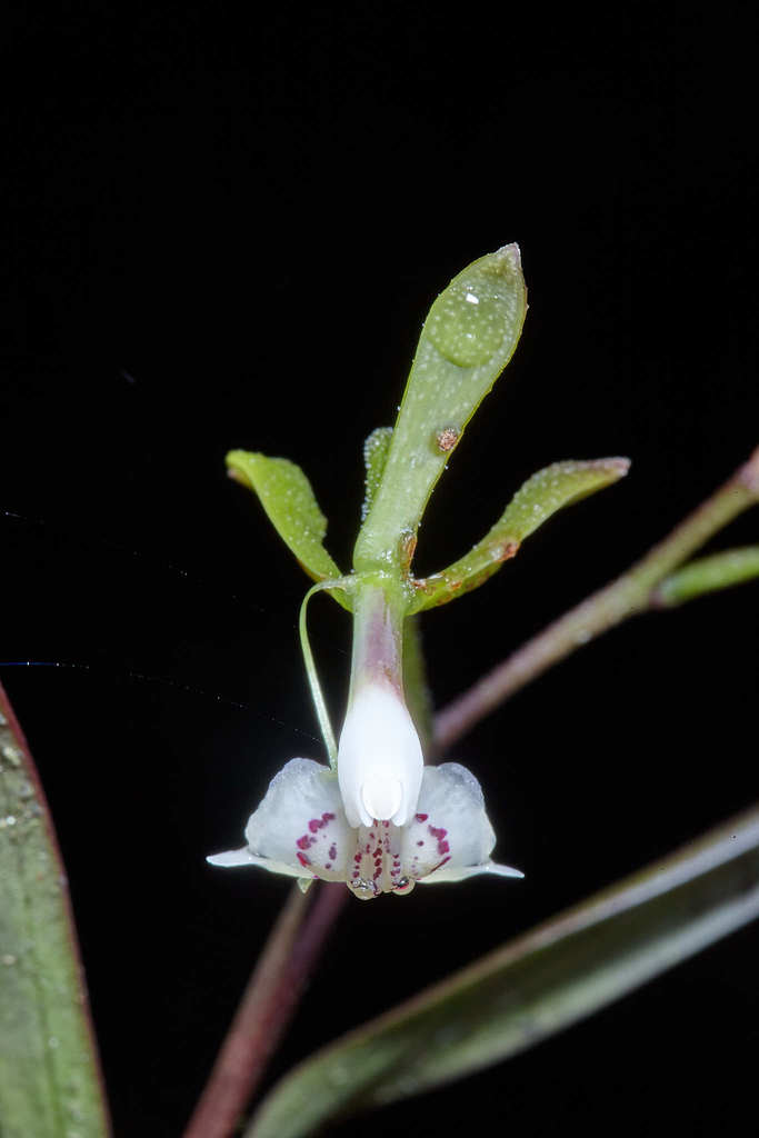 Epidendrum veroscriptum Hágsater