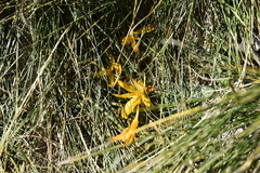 Crocus scharojanii