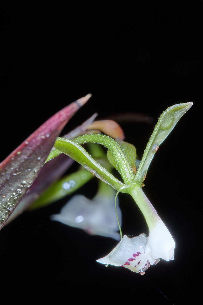 Epidendrum veroscriptum Hágsater 2