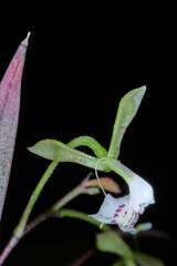 Epidendrum veroscriptum image